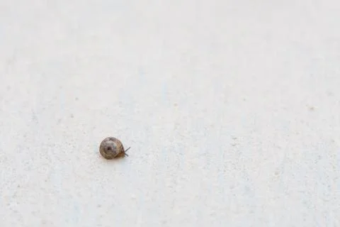 A grape snail with a brown shell sinks on a white textured surface Stock Photos