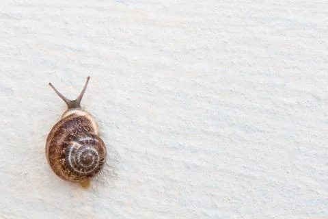 A grape snail with a brown shell sinks on a white textured surface Stock Photos