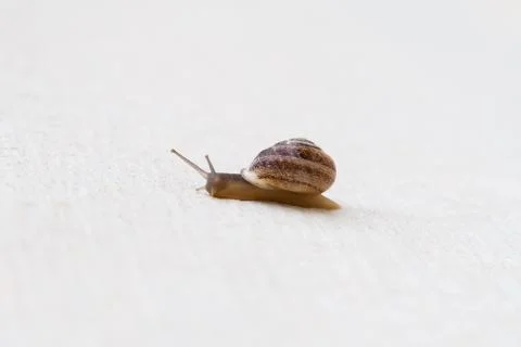 A grape snail with a brown shell sinks on a white textured surface Stock Photos