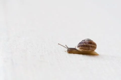 A grape snail with a brown shell sinks on a white textured surface Stock Photos
