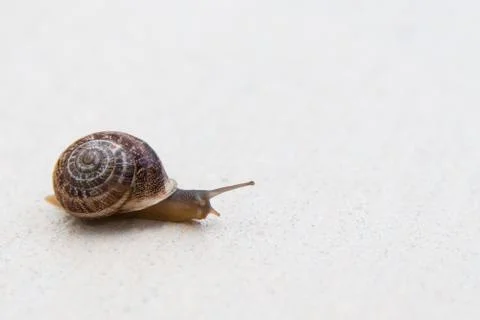 A grape snail with a brown shell sinks on a white textured surface Stock Photos