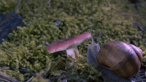 Grape snail climbs on the mushroom Stock Footage 86525821