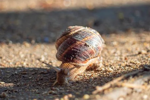 Grape snail close-up crawling on the ground, the natural life of animals Stock Photos