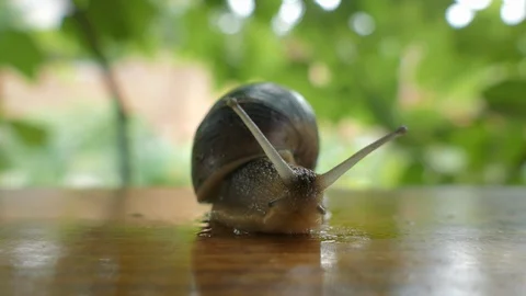 Grape Snail Close Up Stock Footage 98988260