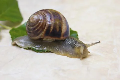 Grape snail close-up - studio shot, biology, wild life, male, food Stock Photos