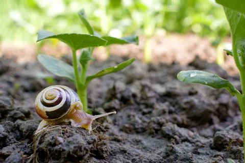 Grape snail closeup, on a blurred background. The first sign of spring. snail Stock Photos