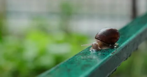 Grape snail crawling after rain Stock Footage 140235116