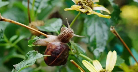 Grape snail crawling on the flower stalk after rain Stock Footage 140234957