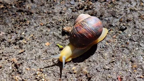 Grape snail crawling on the ground Stock Footage 312278961