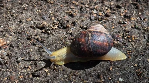 Grape snail crawling on the ground Stock Footage 312278963
