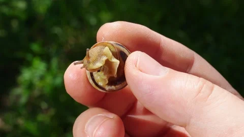 Grape snail crawling in hand of the person. agricultural pest for garden. Stock Footage 132400482