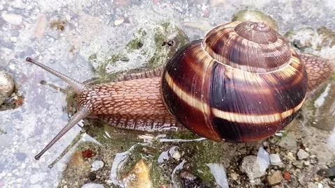 Grape snail crawling in a puddle after rain Stock Footage 157152434