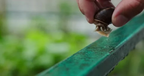 Grape snail crawling on the railing Stock Footage 140235141