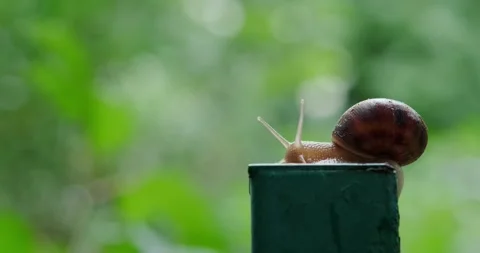 Grape snail crawling on the railing Stock Footage 140235224