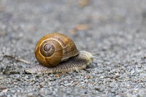Grape snail crawling slowly on a grey gravel ground, macro shot Foto stock