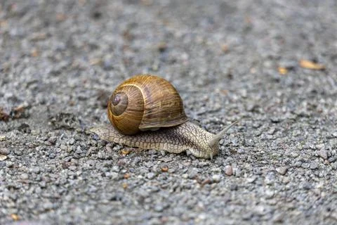 Grape snail crawling slowly on a grey gravel ground, macro shot Foto stock