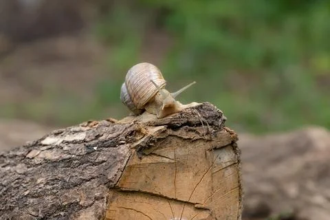 Grape snail crawling on a stump.Concept of control against garden pests. Stock Photos