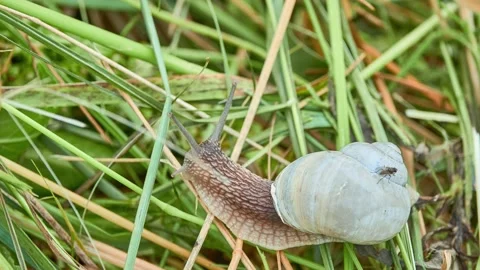 A grape snail crawling through the grass in a rural vegetable garden. Stock Footage 158026632