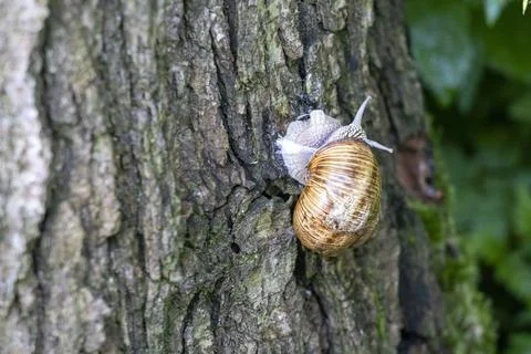 Grape snail crawling vertically on a rough tree bark, close-up shot Stock Photos