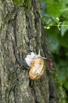 Grape snail crawling vertically on a rough tree bark, close-up shot Foto stock