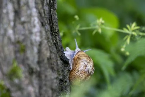 Grape snail crawling vertically on a rough tree bark, close-up shot Stock Photos