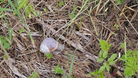 Grape snail crawling on the wet old grass Video stock 119510298