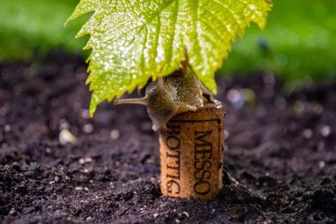 Grape snail crawling on a young shoot of grapes Stock Photos