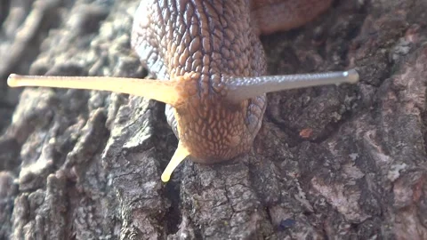 A grape snail crawls along a tree branch. Stock Footage 301683739