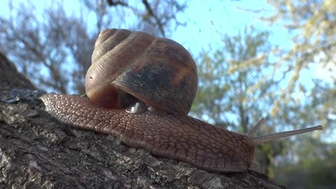 A grape snail crawls along a tree branch. Stock Footage 301683761