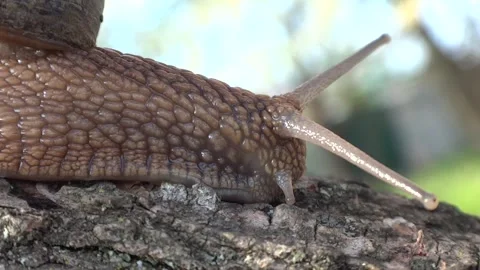 A grape snail crawls along a tree branch. Stock Footage 301683790