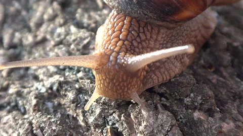 A grape snail crawls along a tree branch. Stock Footage 301683799