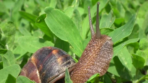 A grape snail crawls among the green grass Stock Footage 301692603