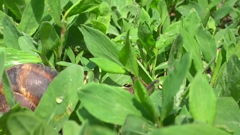 A grape snail crawls among the green grass Stock Footage 301692811