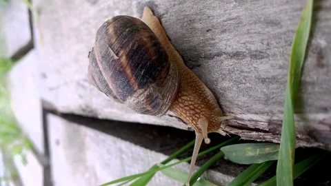 Grape snail crawls away in summer day Stock Footage 199439239