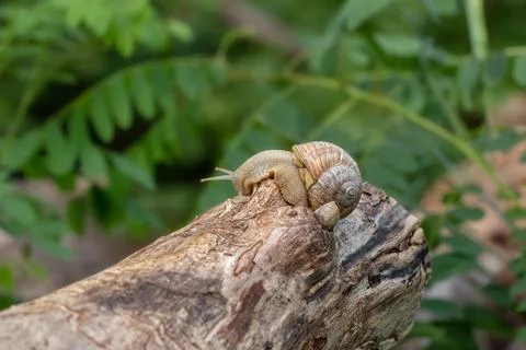 Grape snail crawls on a dry stump.Concept of control against garden pests. Stock Photos