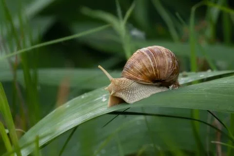Grape snail crawls on a green leaf.Concept of control against garden pests. Stock Photos