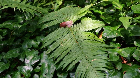 A grape snail crawls slowly on bright green fern leaves in the forest. Stock Footage 340535340