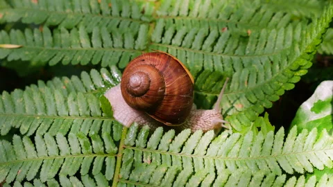 A grape snail crawls slowly on bright green fern leaves in the forest. Stock Footage 340863338