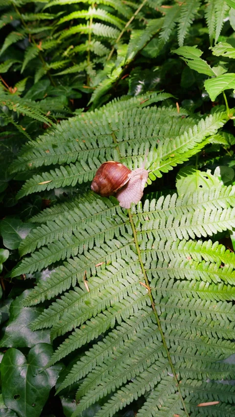 A grape snail crawls slowly on bright green fern leaves in the forest. Stock Footage 340863422