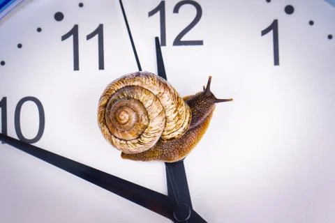 A grape snail on an desktop clock Stock Photos