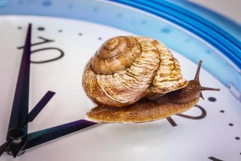 A grape snail on an desktop clock Stock Photos