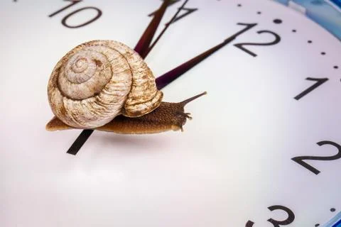 A grape snail on an desktop clock Stock Photos
