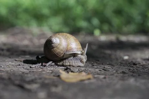 Grape snail on a dirt path Stock Photos