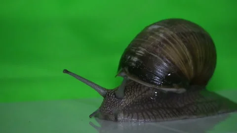 Grape snail Stock Footage 109604668