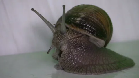 Grape snail Video stock 109605887