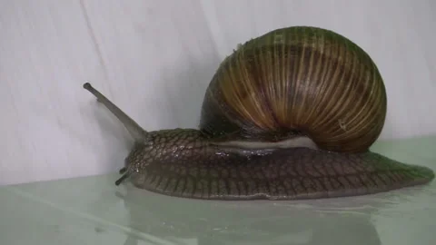 Grape snail 스톡 동영상 109606349