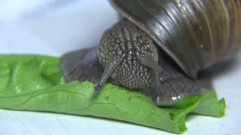 Grape snail Stock Footage 109606683