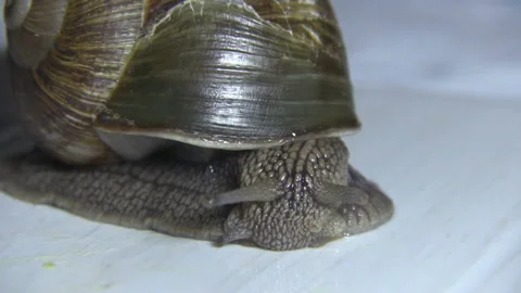 Grape snail Video stock 109606693