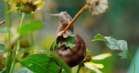 Grape snail Stock Footage 140235026