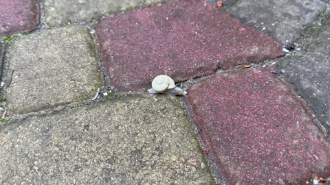 Grape snail Stock Footage 244240340